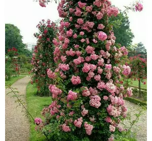 Роза плетистая "Розова жемчужина"